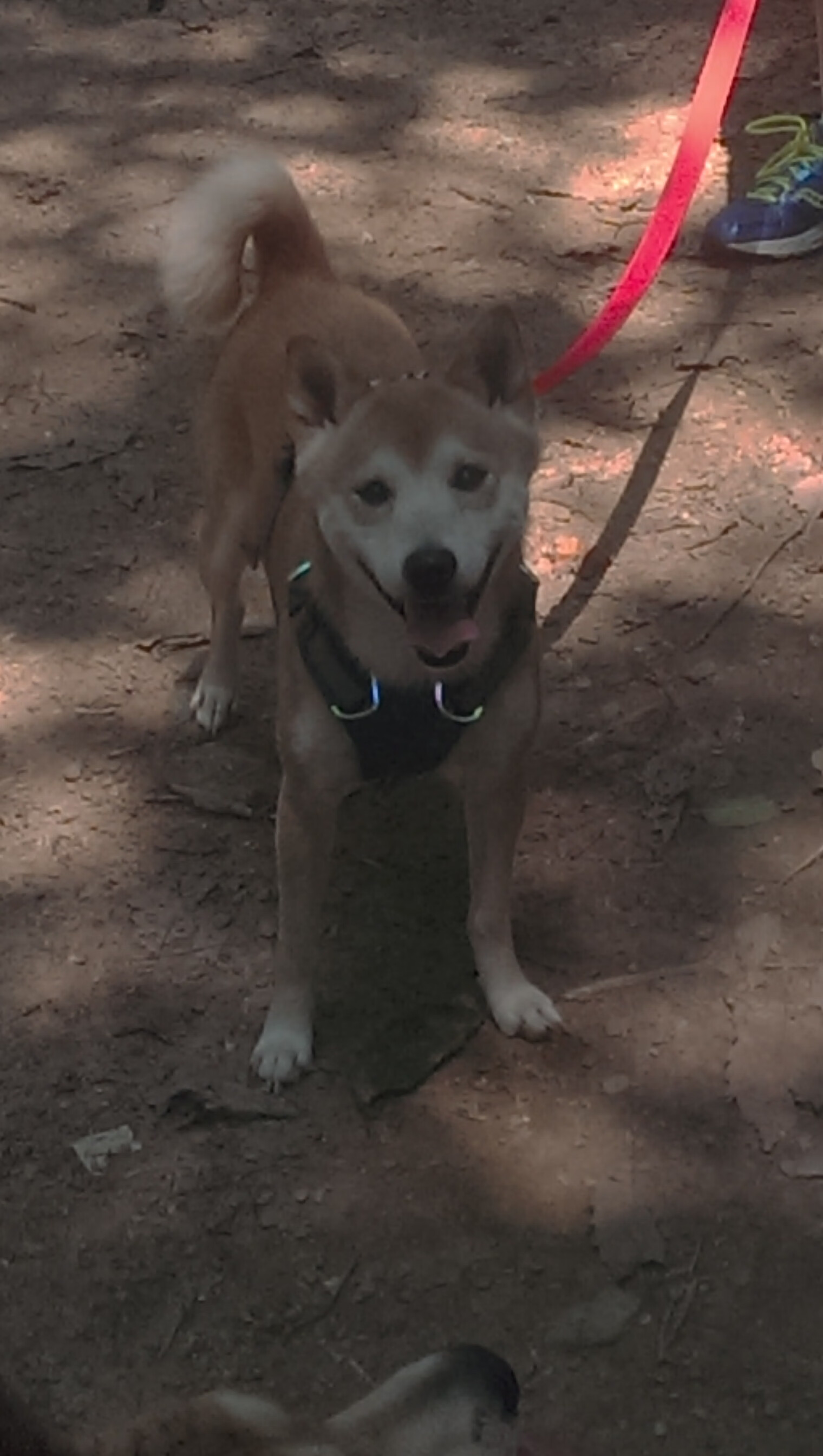 雷火电竞app-王朝落日与奇迹序章，伦纳德的冷静火焰