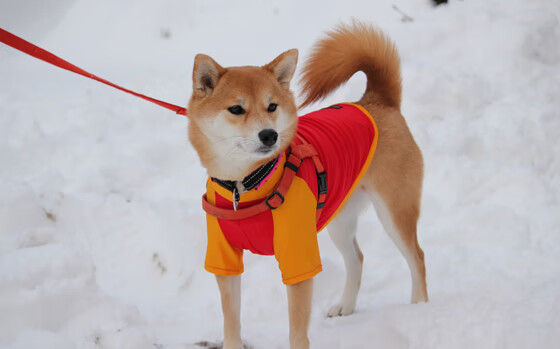 东决级震撼!哥斯达黎加草根军团一记倒挂金钩击溃银河战舰