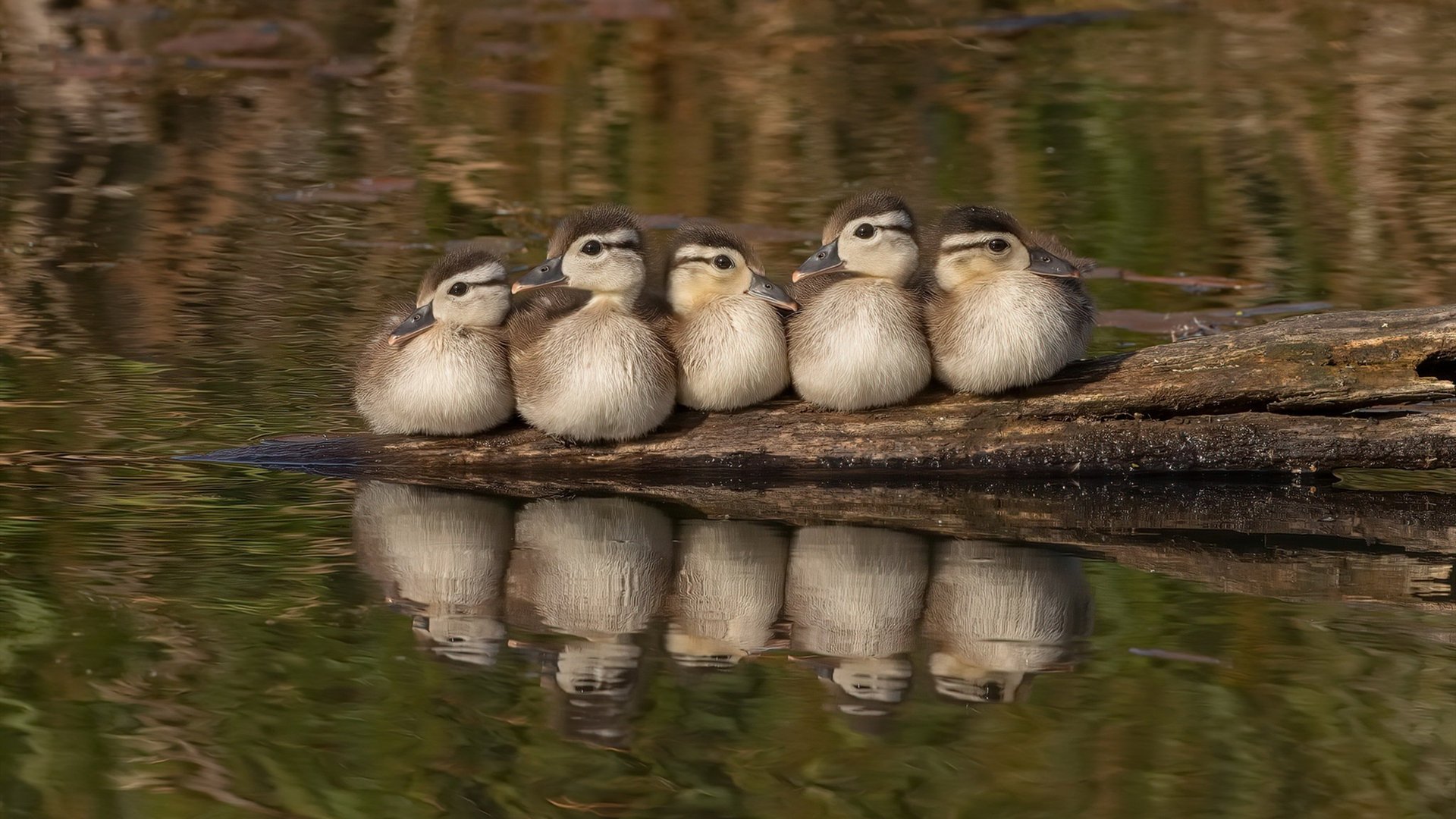 2024东决G6,利拉德的英雄时刻,一人改写东部格局